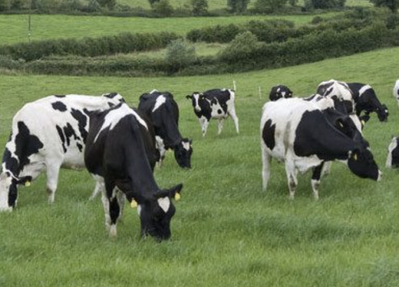 Suspected Bluetongue Case in NI Very Concerning