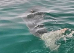 Great White Shark Sighting Creates Panic on Tunisian Coast