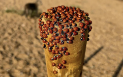 Ladybird Swarms Blanket Britain in Unprecedented Insect Surge