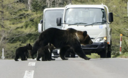 Japan deploys soldiers to deal with bear attacks