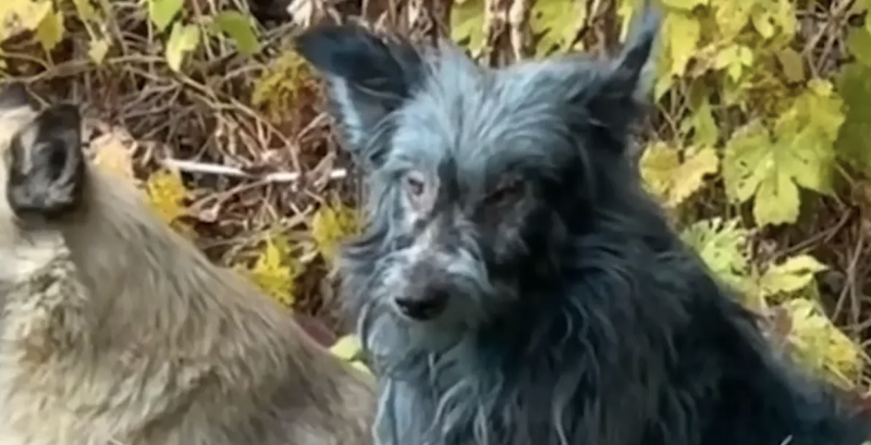 خبير أوكراني يكشف حقيقة ظهور "كلاب زرقاء" في موقع نووي