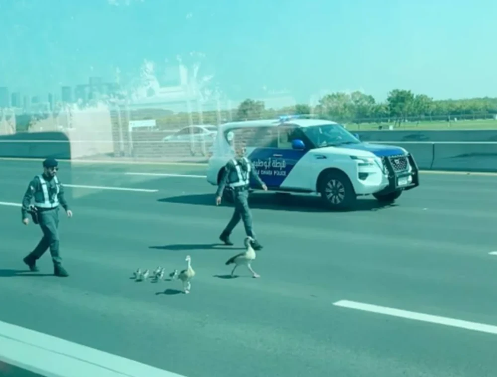 Abu Dhabi Police officers rescue a duck family from busy traffic