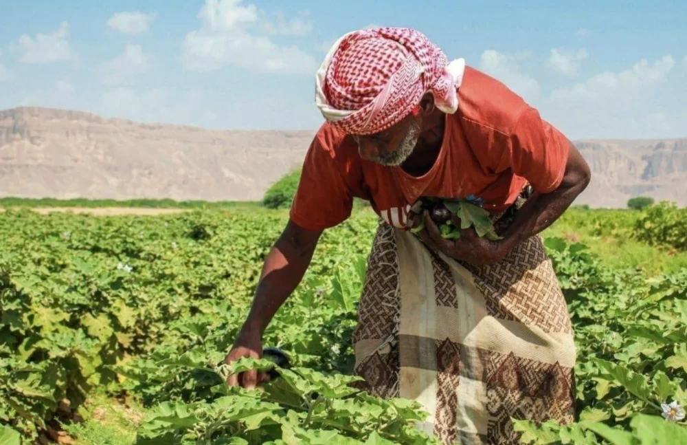 اليمن : أكثر من 12 مليون شخص في مناطق الحوثيين يواجهون مستويات عالية من انعدام الأمن الغذائي